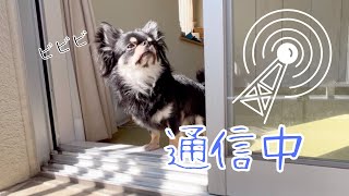 なんで？突然爆走スイッチはいるチワワ　ブラックタンチワワの麦#チワワ #dog ＃爆走