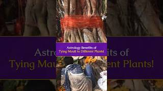 Astrology Benefits of Tying Mauli to Different Plants| Astrology #astrology