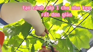 Chia sẻ cách tạo cành cấp 1 cho nho kẹo#01Hoa_Nongdansanthuong