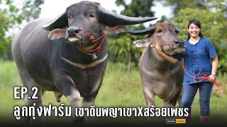 #เจ้าเขาดินพญาเขา #สร้อยเพชร ลูกทุ่งฟาร์ม ควายงามหนองบัวลำภู | หลานหล่าChannel