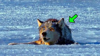 Drowning Wolf Begged The Hunter For Help, Then He Did Something Unbelievable!