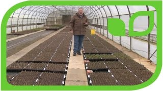 Propagating Hardwood Cuttings of the Currants