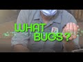 What Bugs? -  Vinegaroons (Whip Scorpions) (EP8)