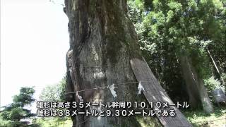 岐阜県の巨木・銘木03　久津八幡神社の夫婦スギ