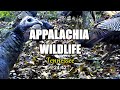 Appalachia Wildlife Video 24-42 of AS THE RIDGE TURNS in the Foothills of the Great Smoky Mountains