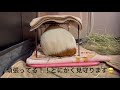 モルモットの赤ちゃん産まれる瞬間！むぎの初出産動画【no.①】