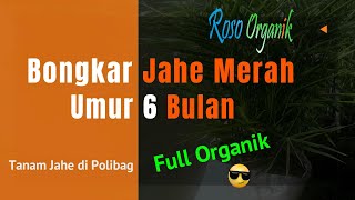 Panen Jahe Merah Di Polybag Umur 6 Bulan Full Organik menggunakan #Kasgot #Jakaba dan #PSB