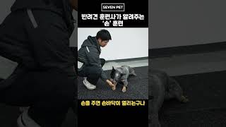 강아지 반려견 훈련사가 알려주는 '손'훈련