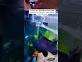 diy gelembung kolam air water ikan ikanhias fish aquascape aquarium fyp funny pet pets