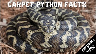 Carpet Python Facts and Information