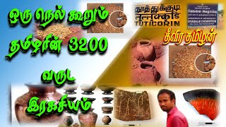 ஒரு நெல் கூறும் தமிழரின் 3200 வருட இரகசியம் | சிவகளை | Sivagalai Excavation in tamil | #sivagalai