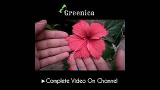 What is the Hibiscus Plant Growing Season...?