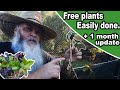 How to propagate Blackberries. Easy. Free plants from blackberry cuttings.