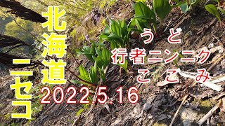 【山菜採り】2022.5.16　北海道ニセコアンヌプリ山麓　極上ウド　コゴミ　行者ニンニク　第4回　思うように採らせてもらえない