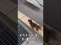 遊びたい猫と遊びたくない犬