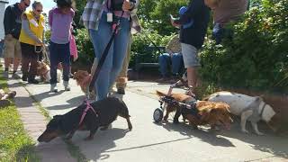 Eight Minutes of Joy: The 2018 Belfast Wienerfest Parade