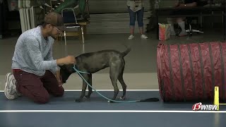 Volunteers help dogs thrive behind the scenes at Helping Hands Humane Society