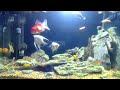 21 fish video for cat 24m 7