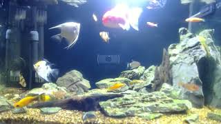 21 fish- Video for cat 24m 7