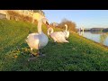 golden sunset with swans peaceful birdwatching in 4k