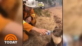 Watch This Firefighter Help A Thirsty Koala In Australia | TODAY