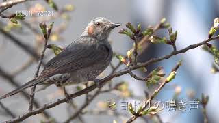 春のヒヨドリと雀  目黒川