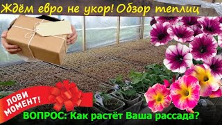 Обзор теплиц! Рассаде неделя, для первых всходов - меняем условия для роста! Готовы принять не укор!