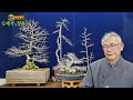 소사나무의 특성과 기르는 방법 the features of korean hornbeams and how to grow them