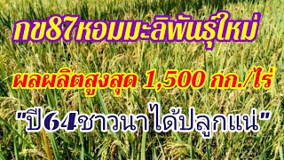 กข87​ ข้าวพันธุ์ใหม่​ ผลผลิตสูงสุด​ 1,500​ กก./ไร่ปี64ชาวนาได้ปลูกแน่