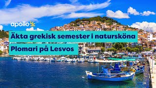 Få en äkta grekisk semester i natursköna Plomari på Lesvos i sommar