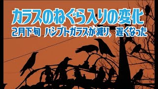 カラスのねぐら入りの変化　2月下旬　ハシブトガラスが減り遅くなった