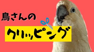 鳥さんのクリッピング（羽切り）について