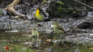 河口湖フィールドセンターのキビタキ（幼鳥・若鳥・雄）とオオルリ（雌）　その１（4K60P動画）