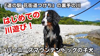 はじめての川遊びをするバーニーズマウンテンドッグの子犬