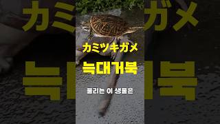 일본 민물의 재앙이라고 불리는 생물