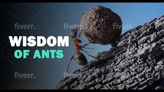 Wisdom Of The Ants - Best Motivational Video /बुद्धि की चींटियों - सर्वश्रेष्ठ प्रेरक वीडियो