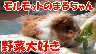 モルモットのまるちゃん　野菜大好き