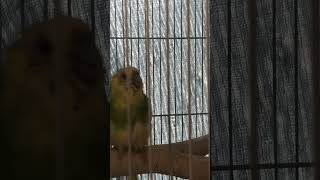 苦しそうなインコ(入院しました)