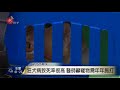 新北狂犬病巡迴注射 烏來民帶毛小孩施打 2017 11 01 titv 原視新聞