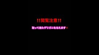 ‼️閲覧注意‼️取ってきたザリガニ与えます✨