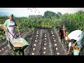 Grandma and Grandpa Grow Potatoes in the Mountain Village! DOCUMENTARY