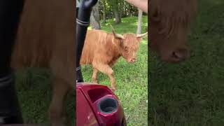 Cool Highland cow with baby! #shorts