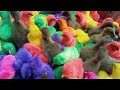 Beautiful colorful chickens are playing together ( part 107 ) 🐣🐣❤️