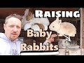 RAISING BABY RABBITS