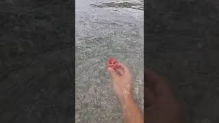 Τσιπούρες με δόλωμα καρπούζι, συναγρίδες με δόλωμα μαρούλι...
