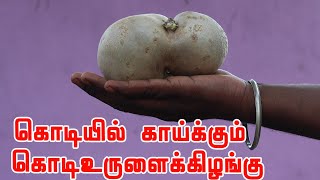 🌱🥔🍠 கொடியில் காய்க்கும் கொடிஉருளைக்கிழங்கு Rare Edible Air potato | வேலூர் யுவராஜ்