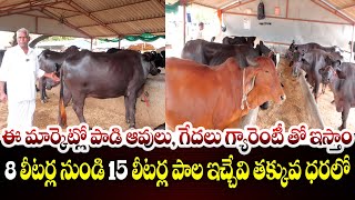 ఈ మార్కెట్లో హర్యానా ముర్రాజాతి గేదెలు అమ్ముతాము | Buffalo Market | Buffalo For sale | Raithe Raju