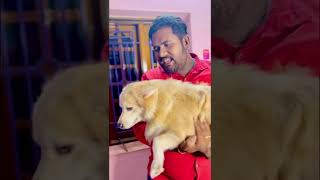 అడ్డంగా దొరికిపోయిన మొగుడు🤣🤣|| #shorts #ytshorts #youtubeshorts