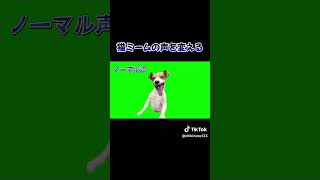 【再投稿】猫ミームたちの声を変えてら変になった。#shorts #猫ミーム