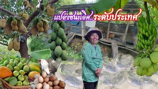 แปลงชนะเลิศระดับประเทศ🧑‍🌾เริ่มทำเกษตรจากเงิน3000 ปัจจุบันมั่งคั่งเหลือเฟือ